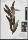 Foto von Salix appendiculata Vill. x Salix eleagnos Scop.